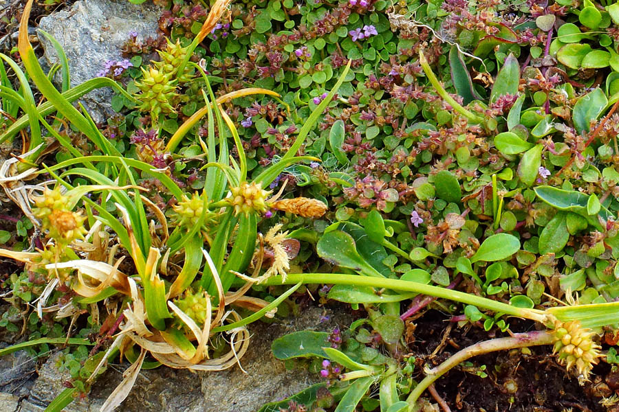 Mentha requienii (& Carex viridula)